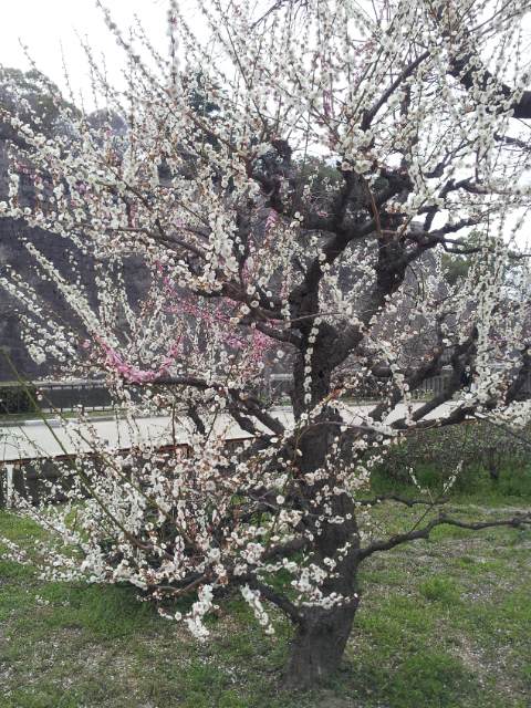 2013-03-17 16.50.01.jpg